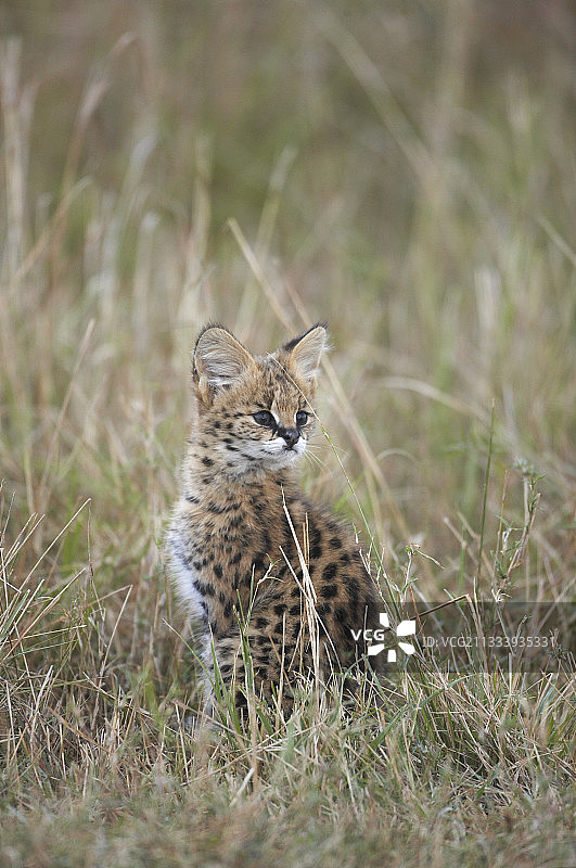 年轻的薮猫坐在肯尼亚马赛马拉的草地上图片素材