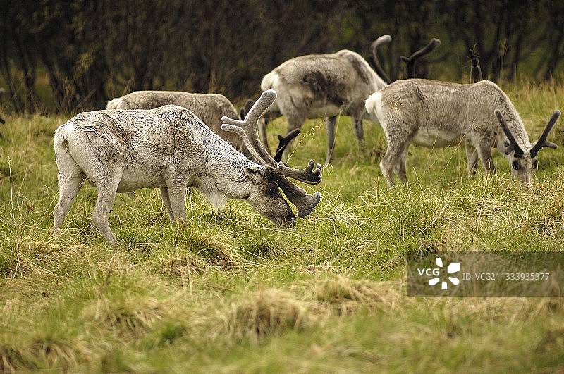 在挪威吃草的北美驯鹿群图片素材