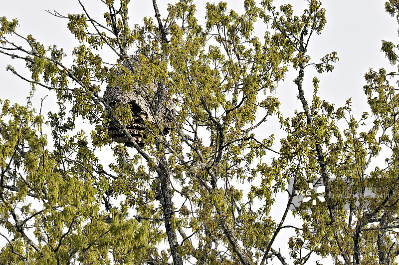 春季法国科雷兹橡树上的亚洲胡蜂巢穴图片素材