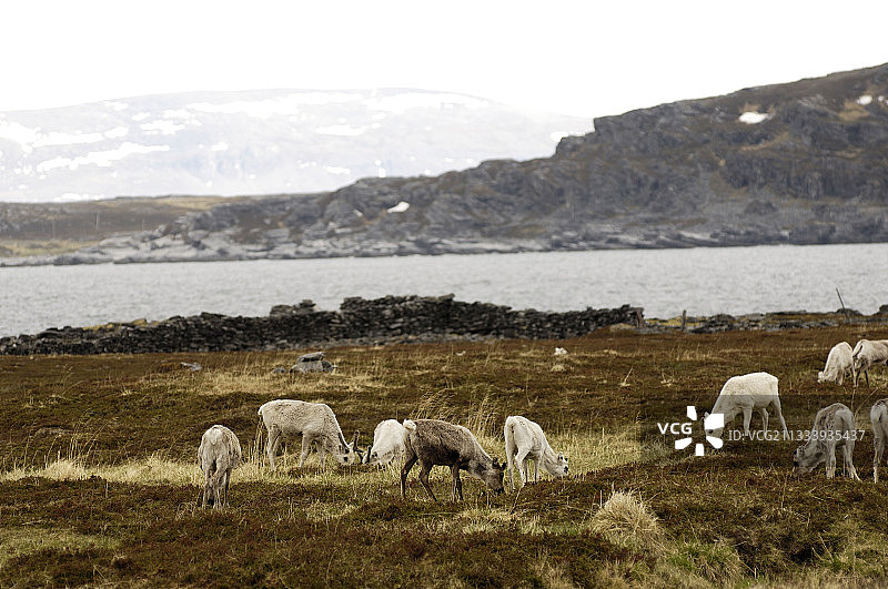 在北角沼泽地上吃草的驯鹿群图片素材