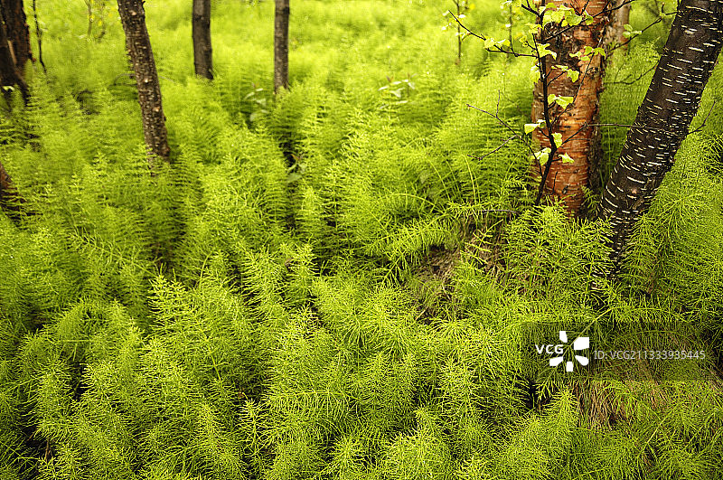 挪威桦树林下的巨型木贼图片素材