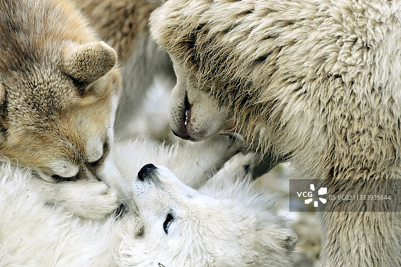 6个月大的爱斯基摩犬幼犬在加拿大雷索卢特湾玩耍图片素材