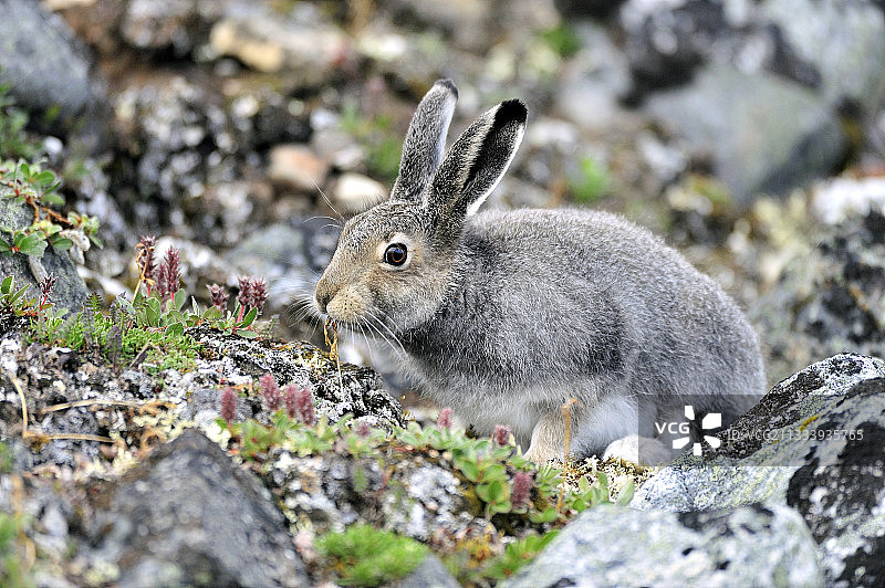 北极兔嗅着极地柳树花，加拿大努纳武特图片素材