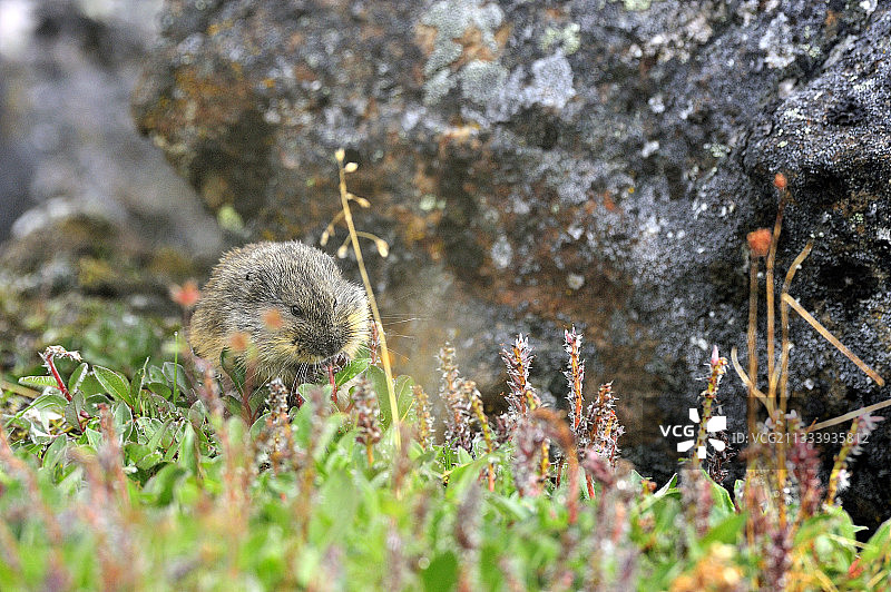 旅鼠在萨默塞特岛的洞穴附近吃花图片素材