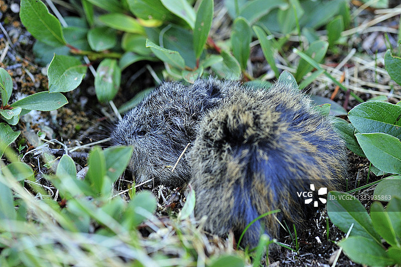 躲藏在矮柳树叶中的旅鼠，萨默塞特岛图片素材