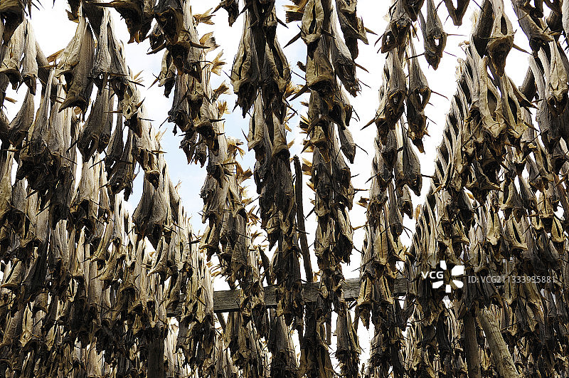 在挪威罗弗敦群岛干燥的大西洋鳕鱼图片素材