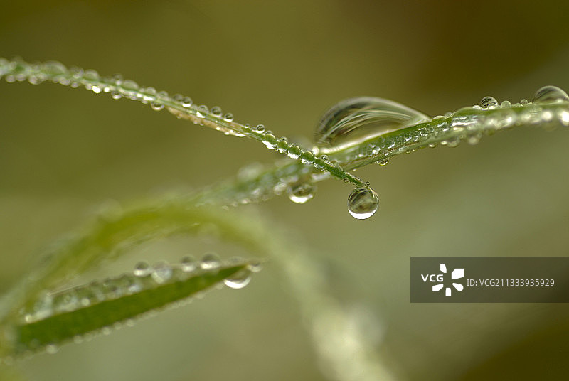 科多尔省覆盖着露珠的草地图片素材