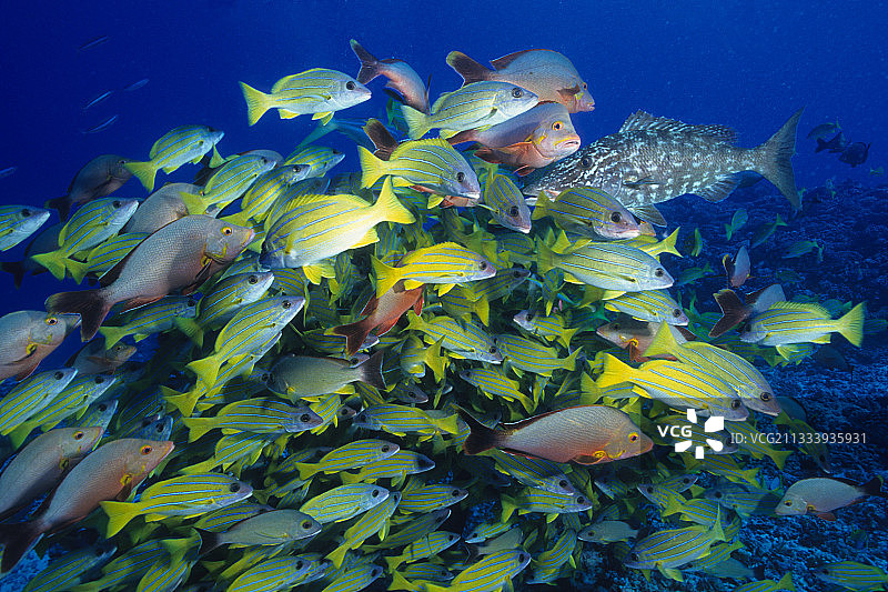 常见蓝纹鲷鱼和驼背红鲷鱼图片素材