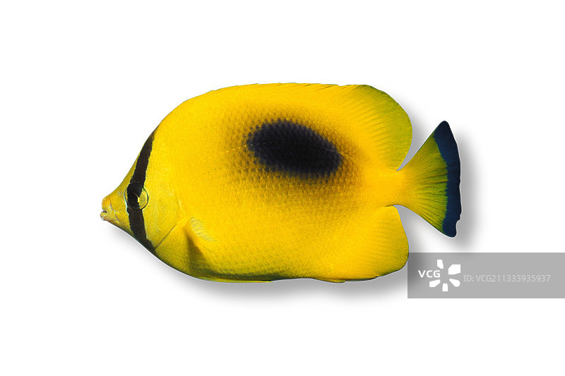 镜蝴蝶鱼，马来西亚图片素材