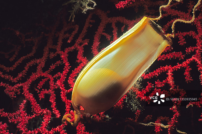 地中海海扇上的猫鲨卵图片素材