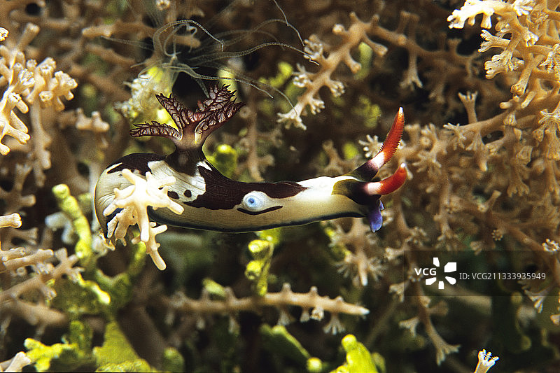红鳃海蛞蝓在马鲁古海珊瑚上爬行图片素材