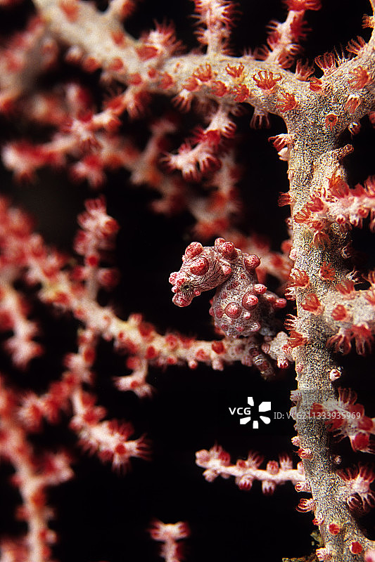 印度尼西亚苏拉威西岛海扇中的侏儒海马图片素材