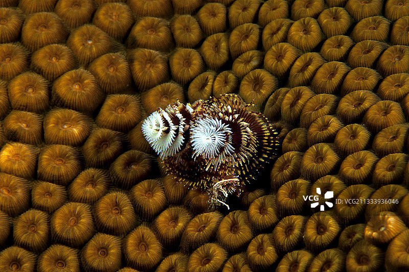 埃及红海珊瑚上的圣诞树虫图片素材