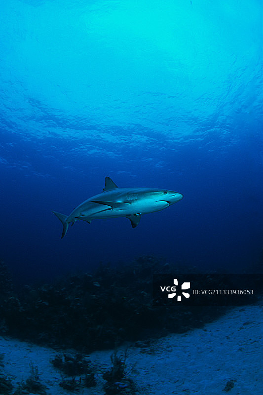 巴哈马群岛的灰礁鲨图片素材