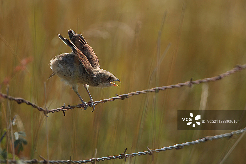 红背伯劳幼鸟，马恩省，法国图片素材