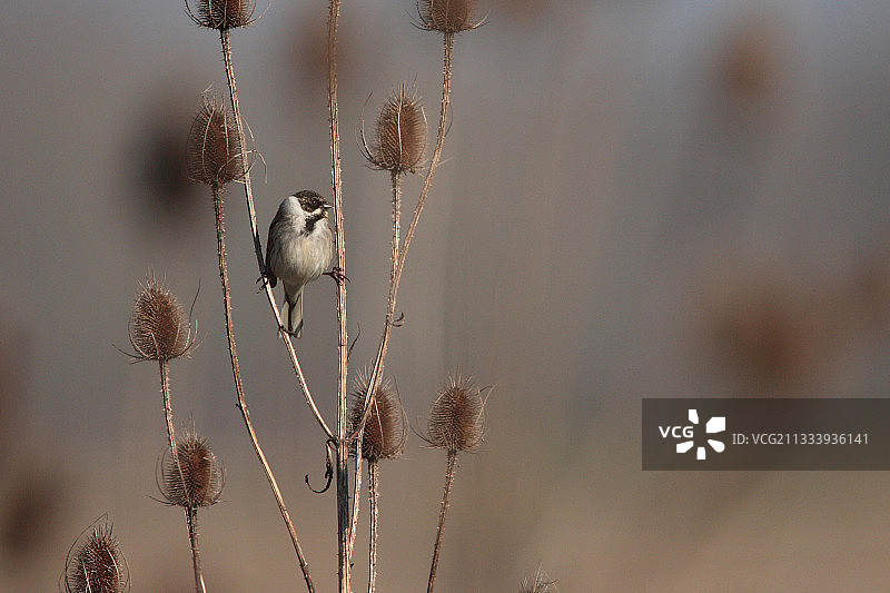 马恩河畔的苇鹀图片素材