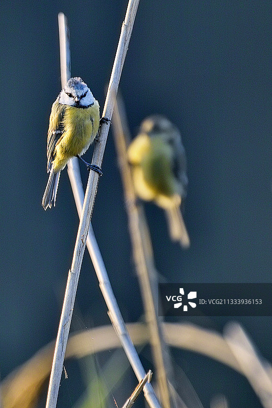 马恩河畔干燥树枝上的蓝山雀图片素材