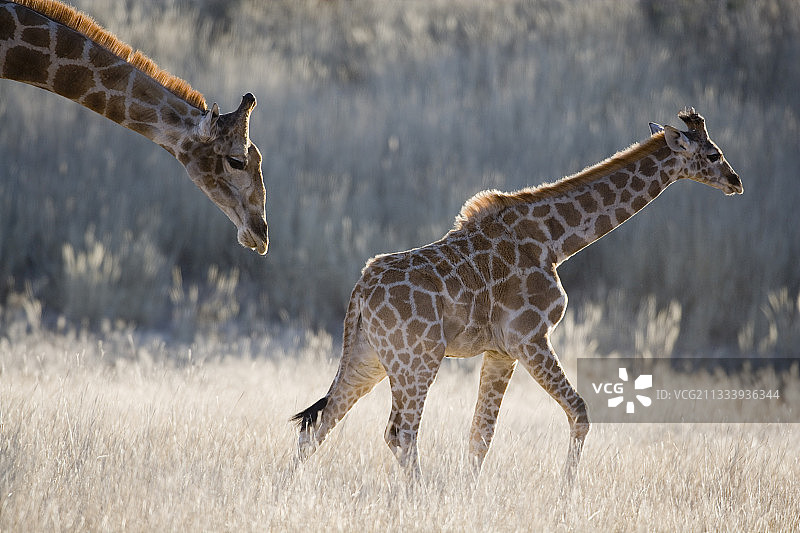 卡格拉格帝公园：长颈鹿母子在干燥的草地上行走图片素材