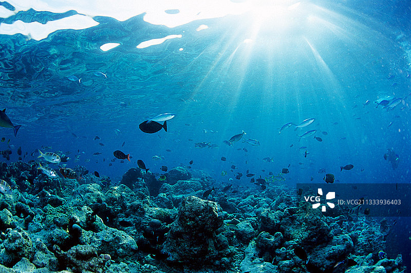 马尔代夫笛鲷在珊瑚礁上游动图片素材