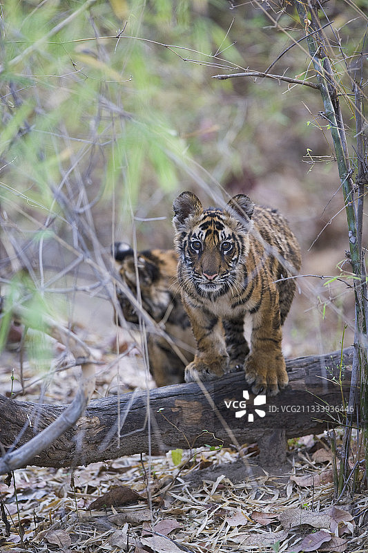 班达迦印度国家公园4-5个月大的孟加拉虎幼崽图片素材