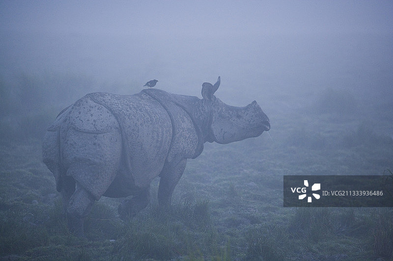 雾中的印度犀牛：卡齐兰加图片素材