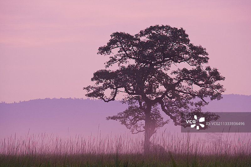 印度卡齐兰加国家公园黎明时分草原上的树木图片素材