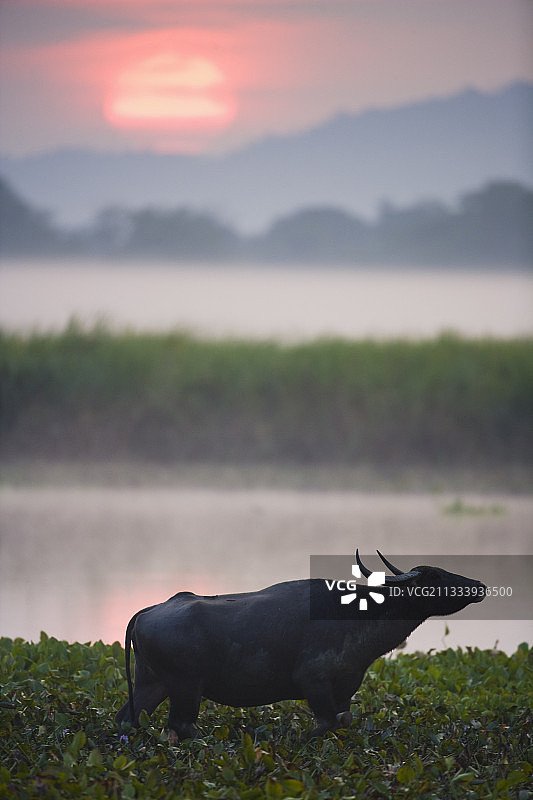 日出时阿萨姆邦卡齐兰加国家公园的印度水牛图片素材