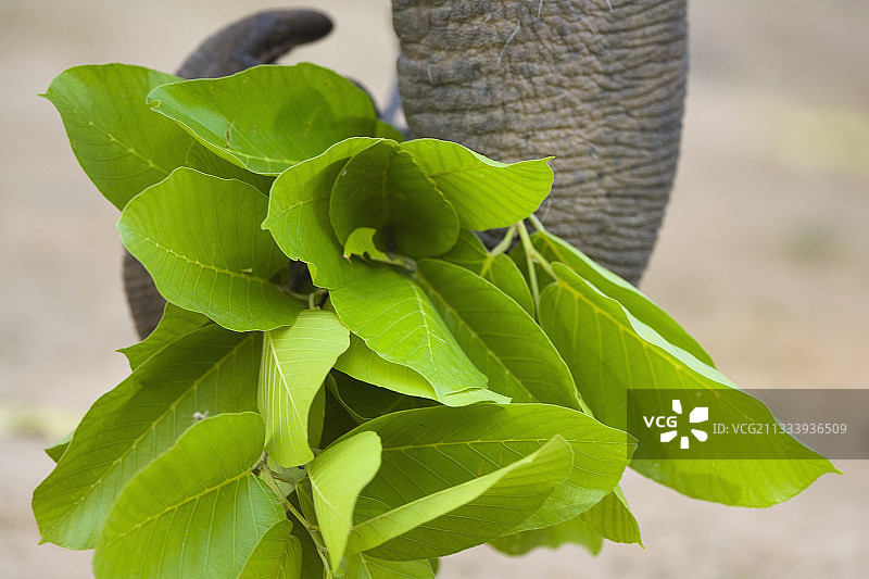 印度班达迦亚洲象，用鼻子卷着树叶图片素材