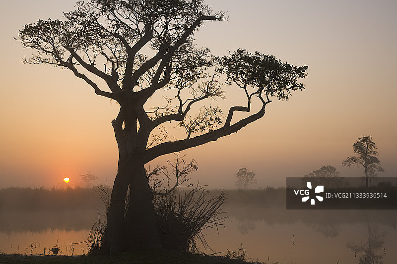印度卡齐兰加十二月凉爽早晨的雾气泻湖图片素材