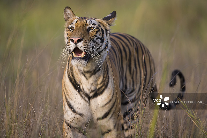 印度班达迦老虎保护区高草中行走的孟加拉虎图片素材