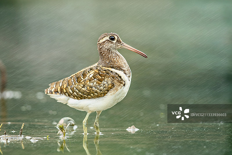 雨中的彩鹬图片素材