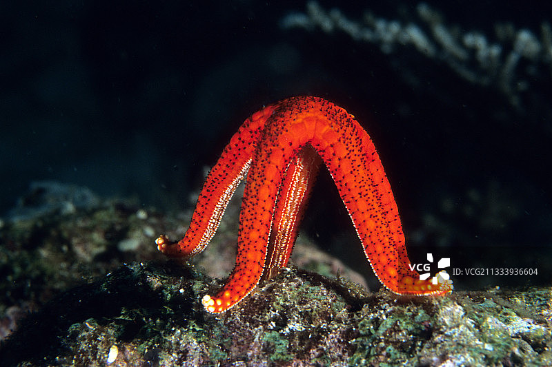 地中海中用于繁殖的红色海星图片素材