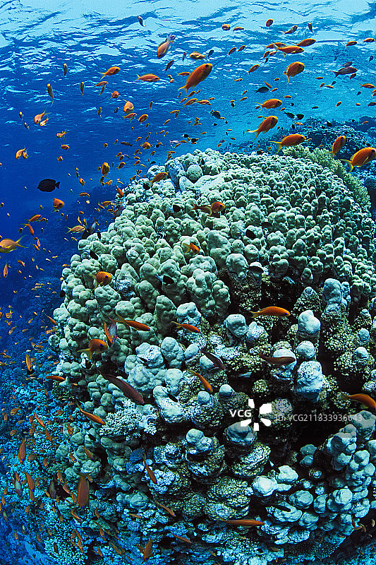埃及硬珊瑚礁中的金花鲈鱼群图片素材