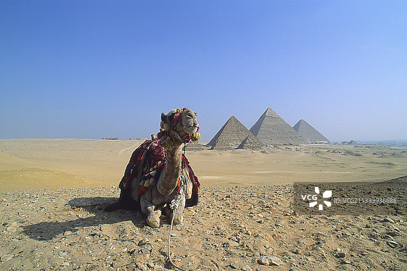 骆驼躺在有金字塔的吉萨高原上图片素材