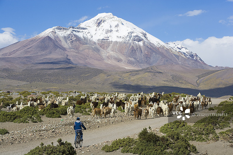 智利伊斯拉加火山下羊驼群穿越公路图片素材