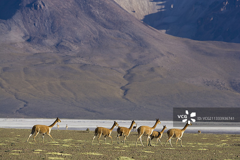 智利苏里雷盐湖边缘的骆马群图片素材