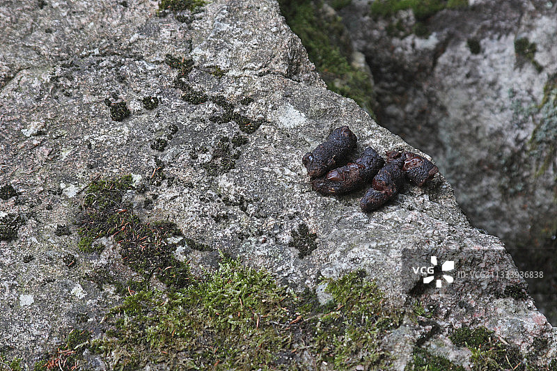法国科西嘉斯佩伦卡峡谷岩石上的狐狸图片素材
