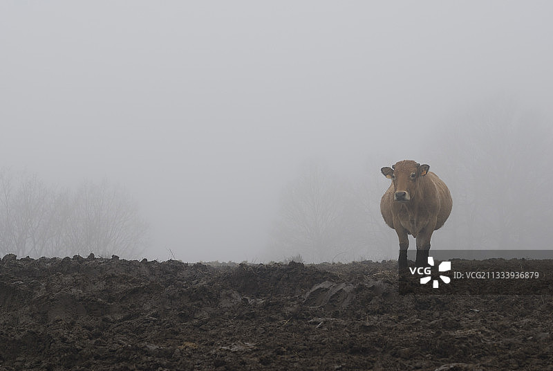 雾中的欧布拉克牛图片素材