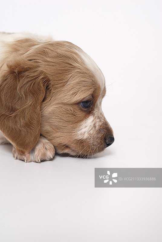 一个半月大的布列塔尼猎犬幼犬图片素材