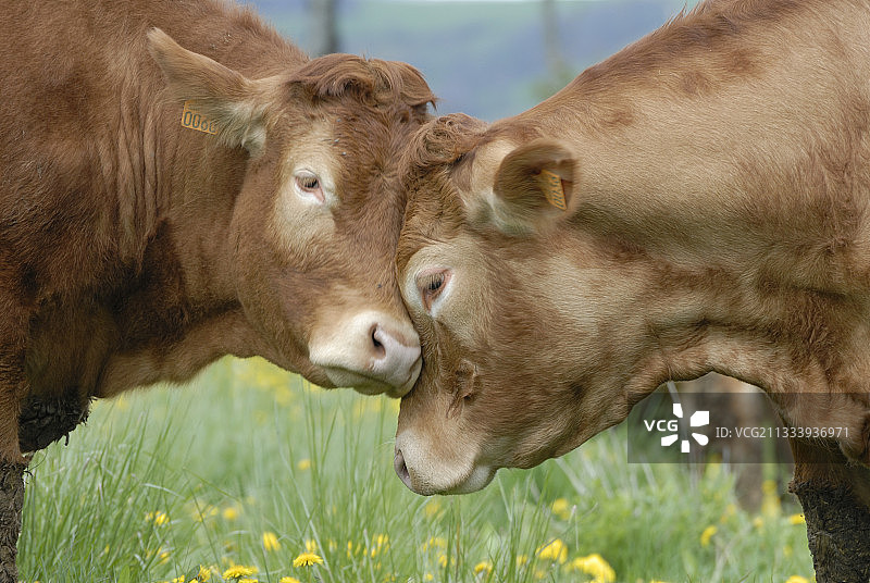 法国蒲公英田野中的利木赞牛图片素材