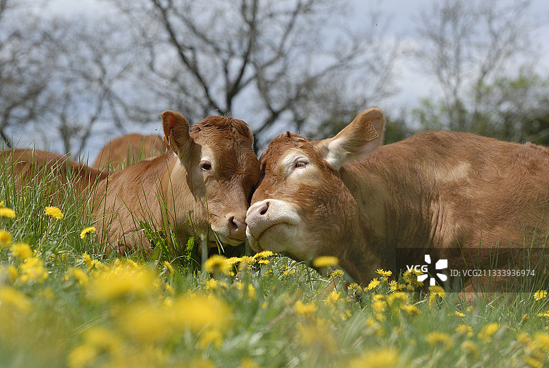法国蒲公英田野中的利穆赞母牛和小牛图片素材