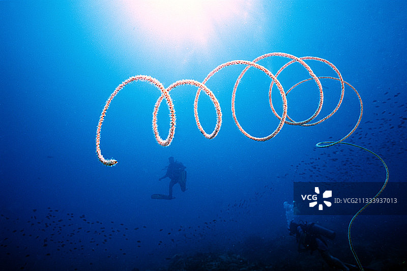 漂浮在泰国湾开放水域的螺旋线珊瑚图片素材