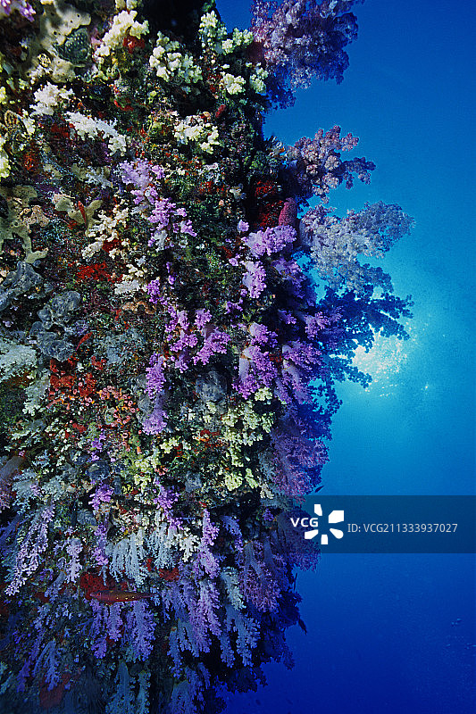 马尔代夫珊瑚礁沿岸的彩色软珊瑚图片素材