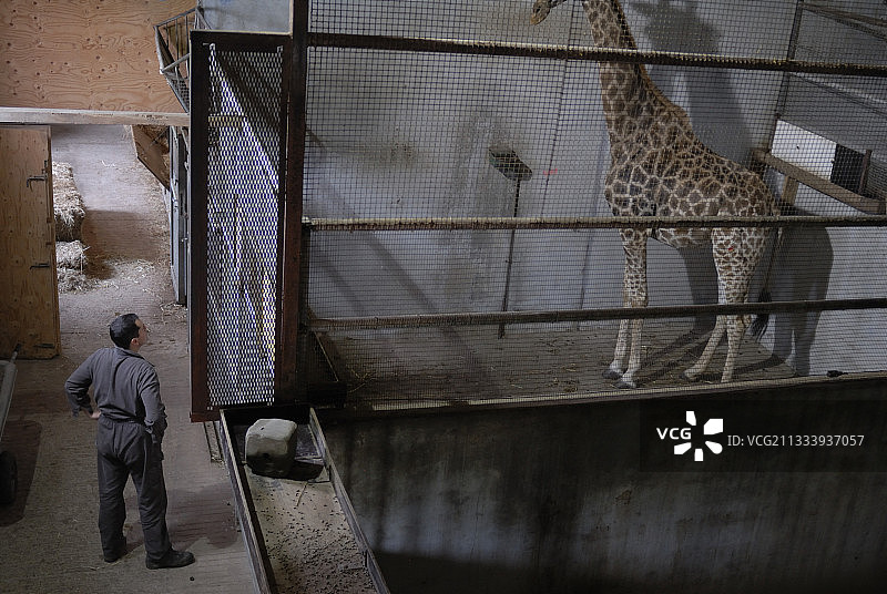 法国兽医为长颈鹿体检图片素材