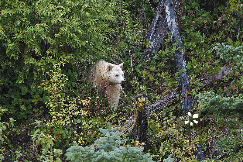 加拿大温带湿润森林中的科默德熊图片素材
