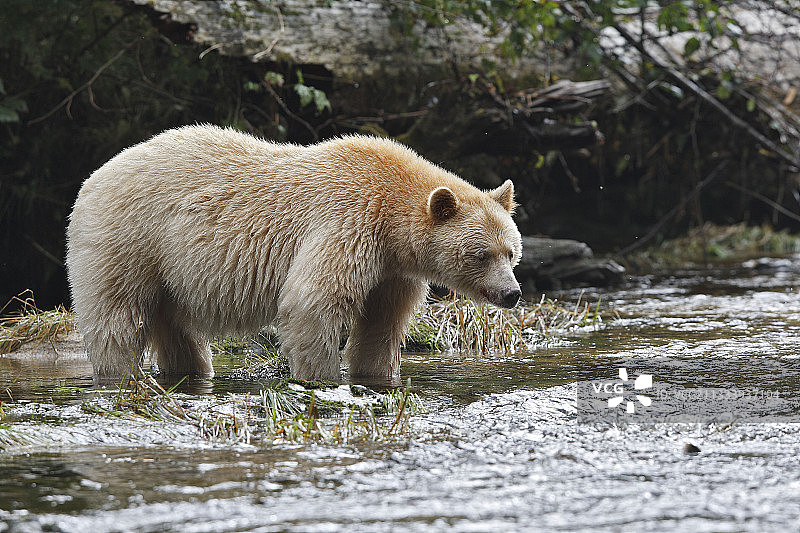 科莫德熊在加拿大捕捞红鲑鱼图片素材