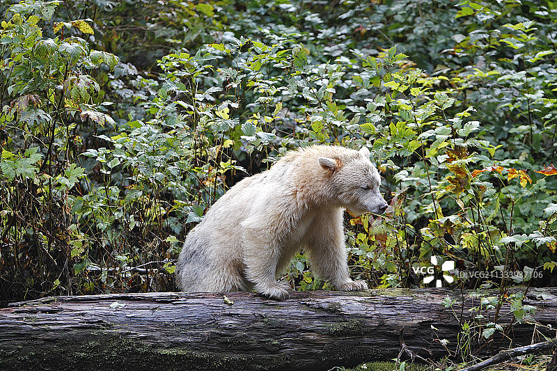 科莫德熊在加拿大捕捞红鲑鱼图片素材