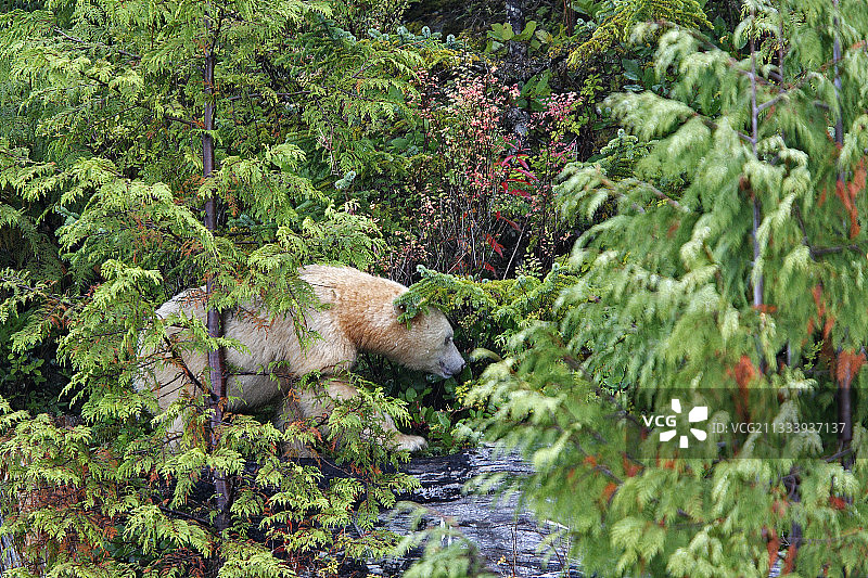 科莫德熊在加拿大捕捞红鲑鱼图片素材