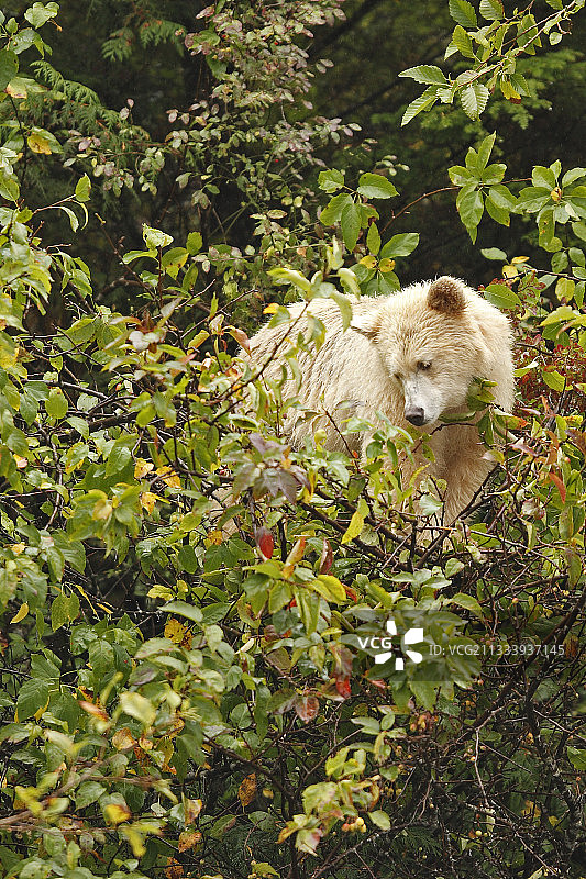 科莫德熊食用俄勒冈蟹苹果，加拿大图片素材