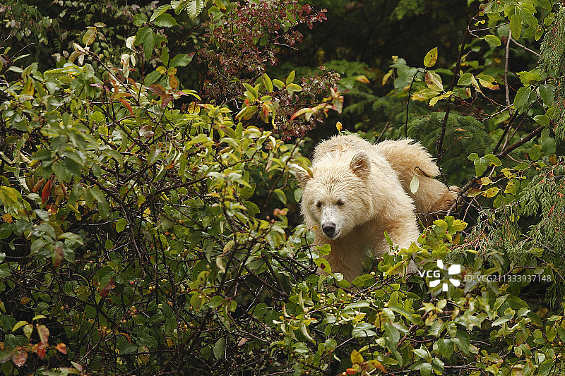 科莫德熊食用俄勒冈蟹苹果，加拿大图片素材
